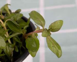 怎么让薄荷茎叶粗壮，怎么修剪