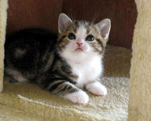 如何训练猫咪听懂“过来”指令