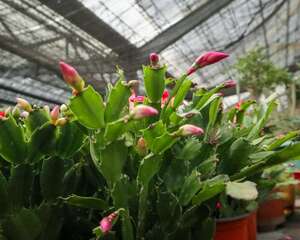 蟹爪兰怎么浇水不烂根，烂根怎么办