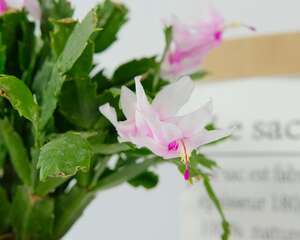 冬天养殖蟹爪兰的禁忌