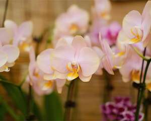 客厅、卧室养盆它，开花200天，特别有气质！