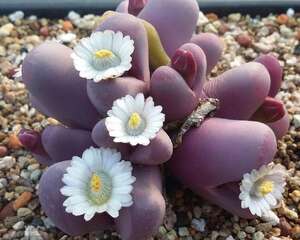 红大内玉 Lithops optica `Rubra`