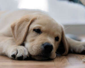 如何给拉布拉多犬洗澡