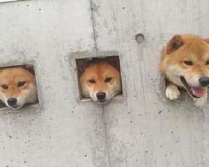 柴犬原来可以吃这么多水果？