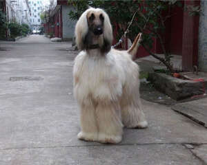 阿富汗猎犬的养护知识