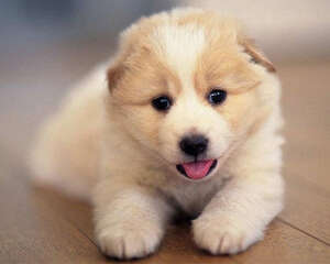 你有没有误解狗狗的喊叫