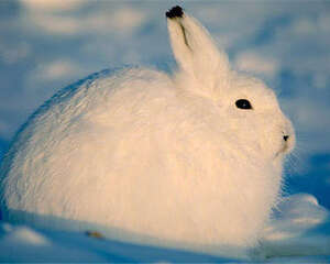怎样帮助兔子过冬