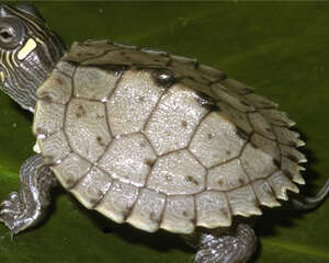 密西西比地图龟