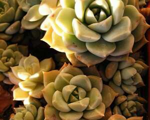 白牡丹xGraptoveria ‘Titubans’