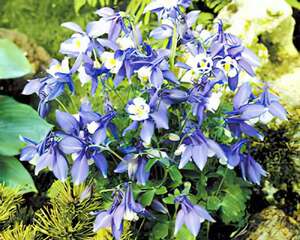 耧斗菜‘春季魔力’