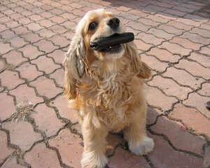 犬猫混养需注意性格问题