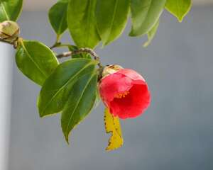 茶花冬天怎么养