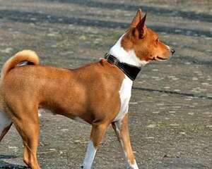 巴仙吉犬怎么养？巴仙吉犬饲养