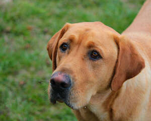 狗狗眼睛也有不同形状