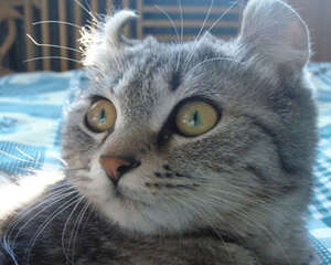 猫咪最讨厌的三件事你了解吗