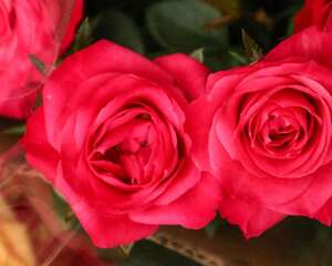 月季扦插过程中的常见问题