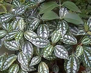 冷水草的栽种培养与管理(图)