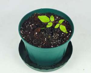 铁线莲小苗怎样养壮