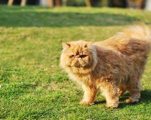 猫咪尾巴姿势大揭秘