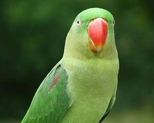 如何评估鹦鹉是否会说话