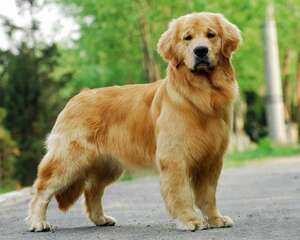 比格犬会掉毛吗