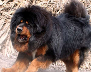 藏獒和狼谁厉害