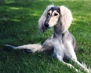 东非猎犬的养护知识