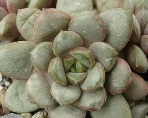 葡萄(Graptoveria amethorum)图片