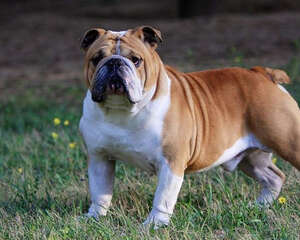 狗狗肥胖难长寿