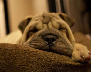 保护沙发不被狗狗刨坏的四个秘诀