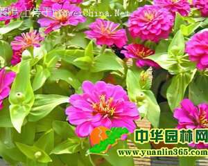 草花百日草的花期控制方法