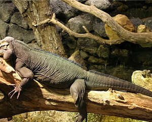 犀牛鬣蜥的形态特征