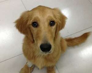 一例犬肠道异物导致死亡的病例分析