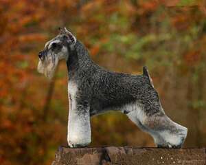 新手养狗需要准备什么？雪纳瑞幼犬到家的准备工作：7种武器！