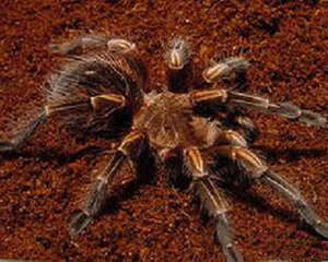 秘鲁金铜的饲养要点