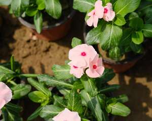 长春花施肥方法大全！