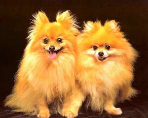 给狗狗选择合适的零食