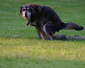 通过检测DNA整治狗狗随地大小便