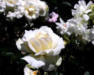 室内巧摆鲜花能防病(图)