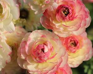 最有气质的“牡丹”花，一盆能开20朵，南北都能养！