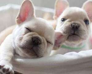 幼犬狗狗补钙吃什么好，吃狗狗钙片补钙效果更好