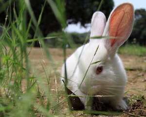 长毛兔脱毛癣的防治措施