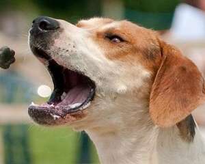 美国猎狐犬性格怎么样？美国猎狐犬性格介绍