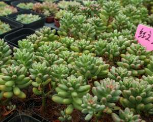 虹之玉长黑虫怎么办