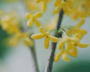 桂花的花语和文化象征