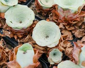 山地玫瑰夏季怎么养