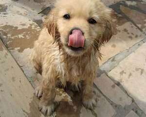 带宠物洗澡前需要注意的几大问题