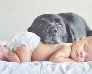 养狗家庭的孩子是否更健康