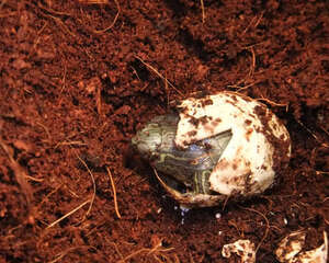 坑道式孵化巴西龟苗