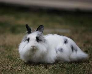 荷兰狮子兔的品种特征